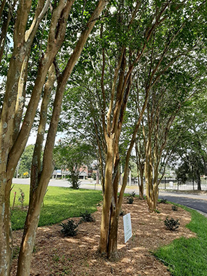 Trees and landscaping